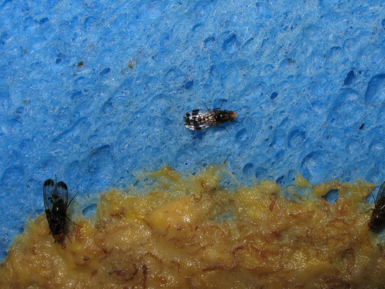Drosophila ochrobasis Kilohana1.jpg