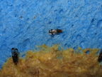 Drosophila ochrobasis Kilohana1