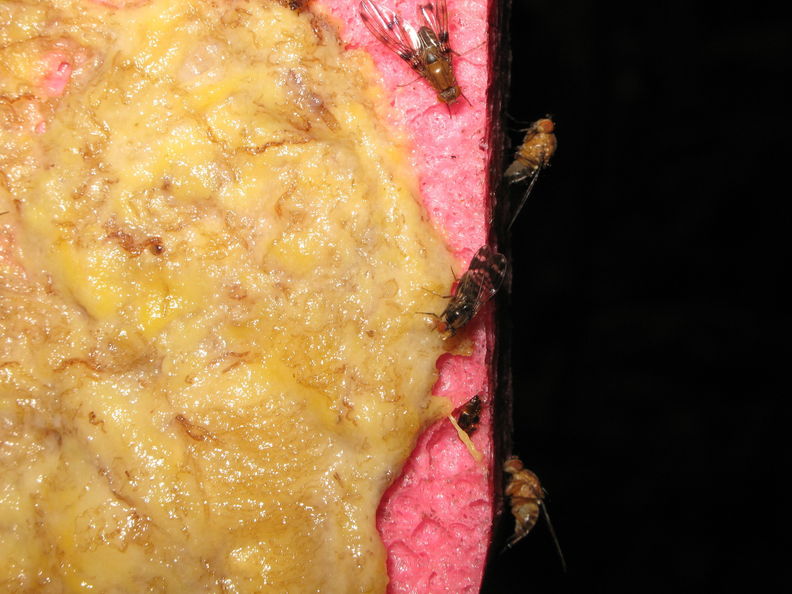 Drosophila ochrobasis Kilohana3.jpg