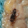 Drosophila ochrobasis Kilohana 3104