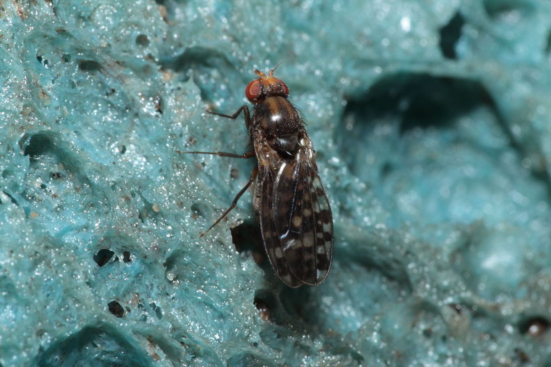Drosophila ochrobasis Kilohana 3107.jpg