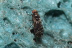 Drosophila ochrobasis Kilohana 3107