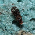 Drosophila ochrobasis Kilohana 3108