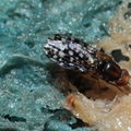 Drosophila ochrobasis Kilohana 3110