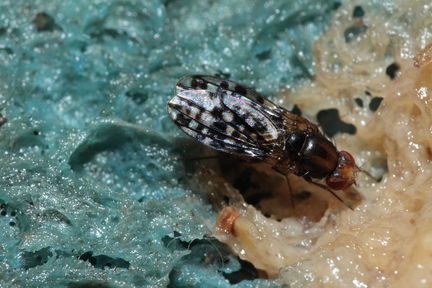 Drosophila ochrobasis Kilohana 3110