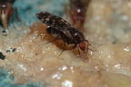 Drosophila ochrobasis Kilohana 3124