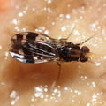 Drosophila ochrobasis Kilohana 5310