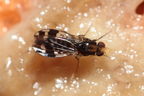 Drosophila ochrobasis Kilohana 5310
