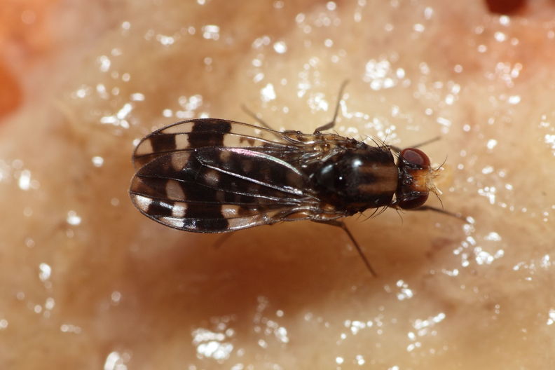 Drosophila ochrobasis Kilohana 5316.jpg