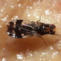 Drosophila ochrobasis Kilohana 5316
