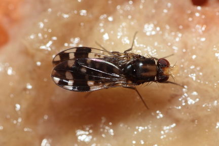 Drosophila ochrobasis Kilohana 5316