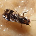 Drosophila ochrobasis Kilohana 5320