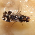 Drosophila ochrobasis Kilohana 5321