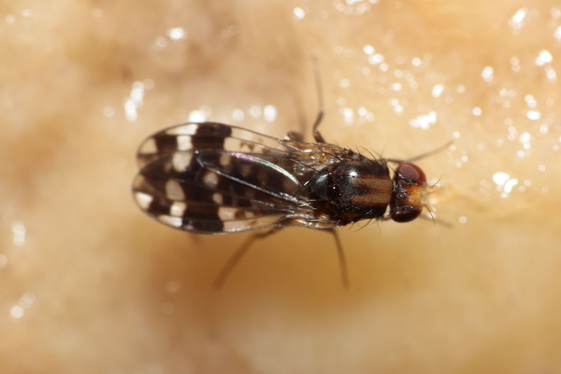 Drosophila ochrobasis Kilohana 5322