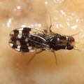 Drosophila ochrobasis Kilohana 5322