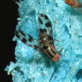 Drosophila oreas Puaakaa 6897.jpg