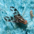 Drosophila oreas Puaakaa 6898.jpg