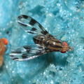 Drosophila oreas Puaakaa 6901