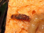 Drosophila paenihamifera Hanaula 1501