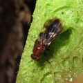 Drosophila paenihamifera Hanaula 1502
