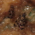 Drosophila paucicilia and flexipes Manuwai 3862