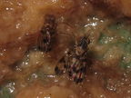 Drosophila paucicilia and flexipes Manuwai 3862
