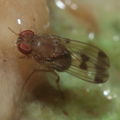Drosophila paucicilia Manuwai 1068.jpg