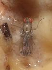 Drosophila paucicilia Manuwai 1077