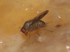 Drosophila paucicilia Manuwai 1087
