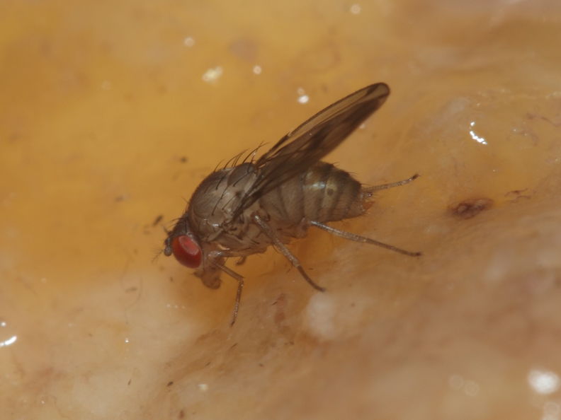 Drosophila paucicilia Manuwai 1087.jpg