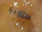 Drosophila paucicilia Manuwai 1089