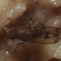 Drosophila paucicilia Manuwai 1132