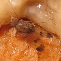 Drosophila paucicilia Manuwai 5161