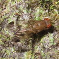 Drosophila paucicilia Manuwai 5162