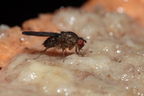 Drosophila paucipuncta Olaa 3528