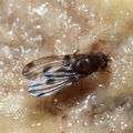 Drosophila paucipuncta Olaa 3532