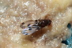 Drosophila paucipuncta Olaa 3532