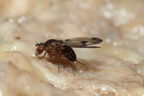 Drosophila paucipuncta Olaa 3536