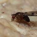 Drosophila paucipuncta Olaa 3538