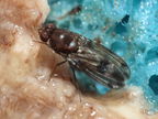 Drosophila paucipuncta Olaa 6140