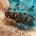 Drosophila paucipuncta Olaa 6142