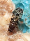 Drosophila paucipuncta Olaa 6143