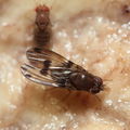 Drosophila paucipuncta Olaa 6149