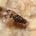 Drosophila paucipuncta Olaa 6151