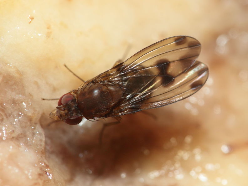 Drosophila paucipuncta Olaa 6157