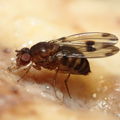 Drosophila paucipuncta Olaa 6159