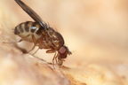 Drosophila paucipuncta Olaa 6161