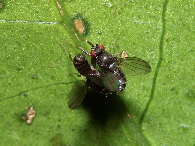 Drosophila percnosoma Olaa 7127.jpg