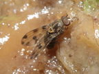 Drosophila pilimana Kaala 7975