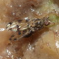 Drosophila pilimana Kaala 7976